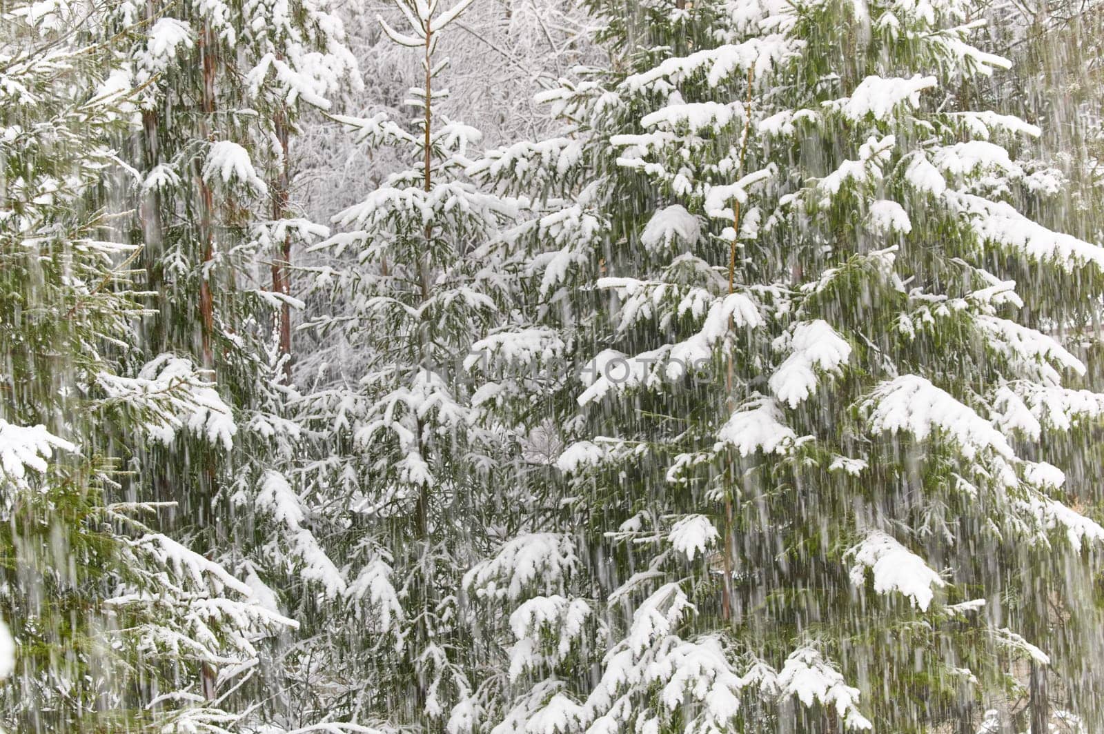 The heavy snowfall in a wild park, winter fairy tale in the forest, snow-covered tree branches, large flakes of snow are slowly falling, nobody, snow storm, blizzard. High quality photo