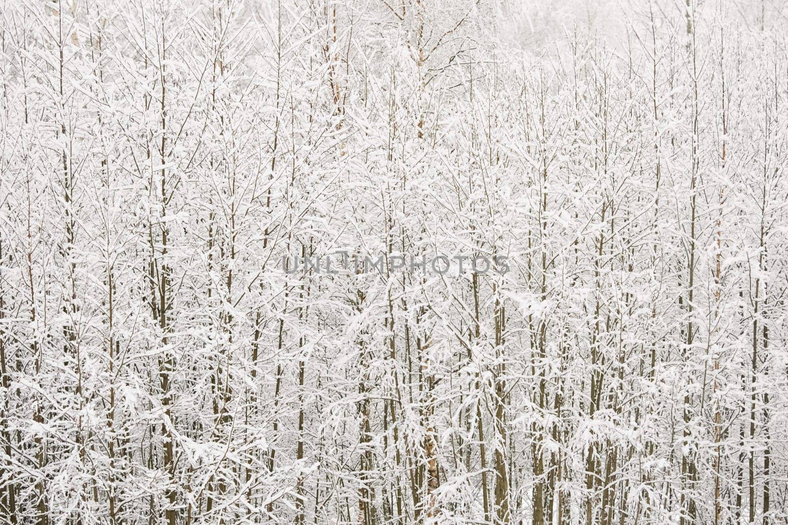 The heavy snowfall in a wild park, winter fairy tale in the forest, snow-covered tree branches, large flakes of snow are slowly falling, nobody, snow storm, blizzard. High quality photo