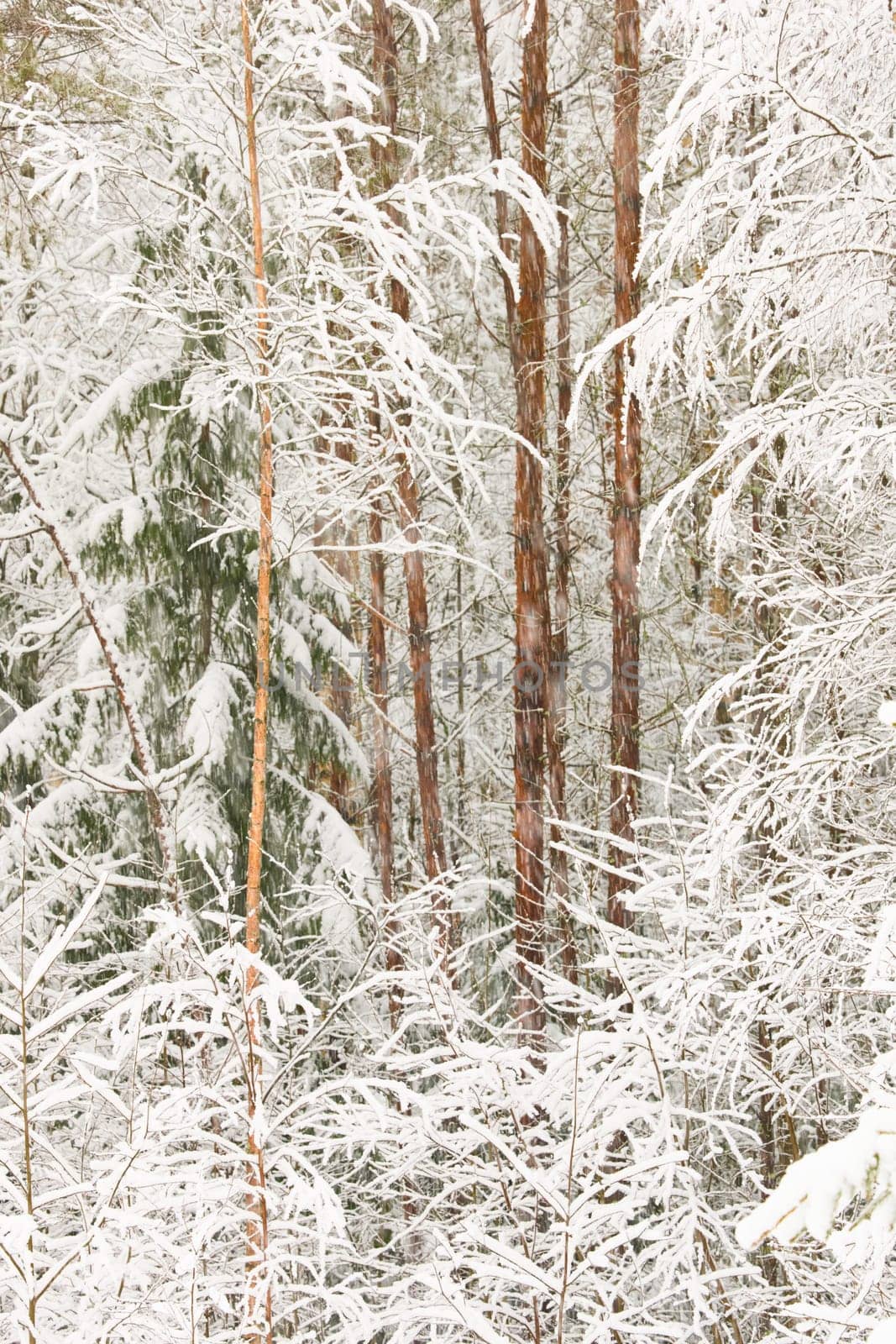 The heavy snowfall in a wild park, winter fairy tale in the forest, snow-covered tree branches, large flakes of snow are slowly falling, nobody, snow storm, blizzard. High quality photo