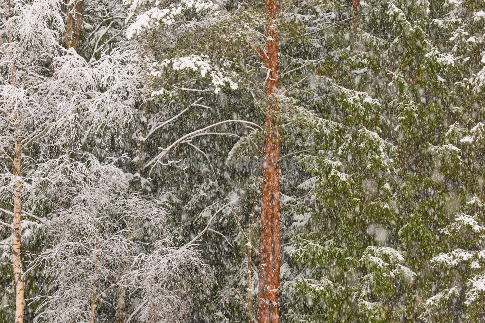 The heavy snowfall in a wild park, winter fairy tale in the forest, snow-covered tree branches, large flakes of snow are slowly falling, nobody, snow storm, blizzard. High quality photo