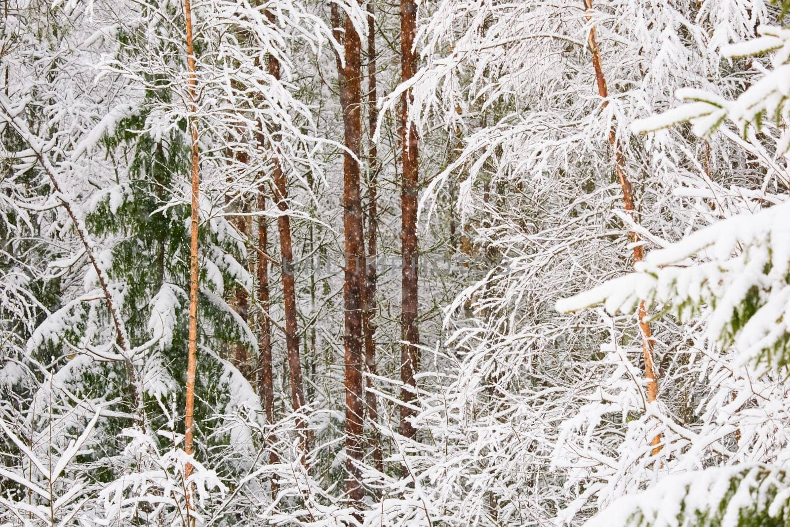 The heavy snowfall in a wild park, winter fairy tale in the forest, snow-covered tree branches, large flakes of snow are slowly falling, nobody, snow storm, blizzard. High quality photo