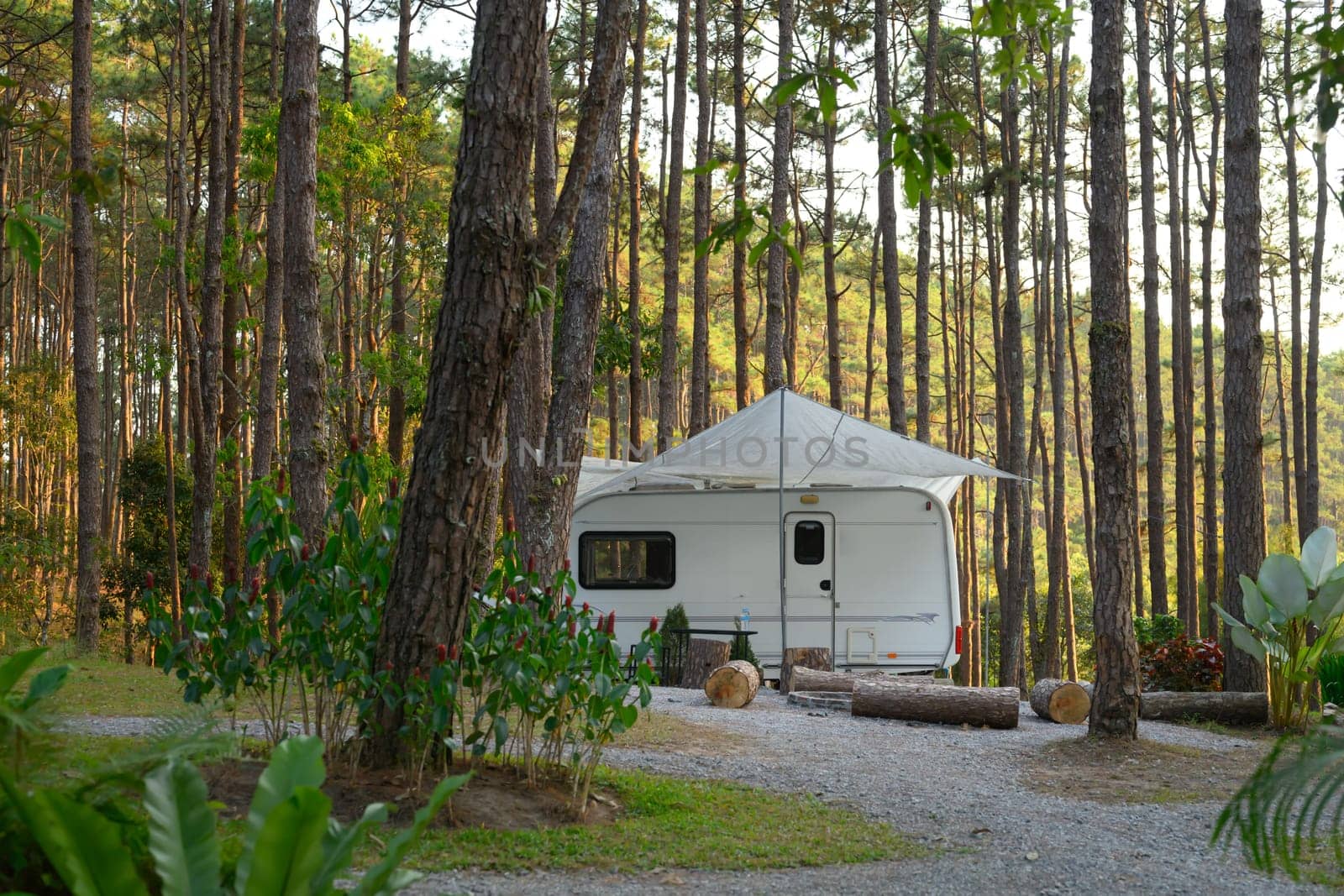 A white camper van parking in a pine forest. Outdoor recreation and camping experiences concept.