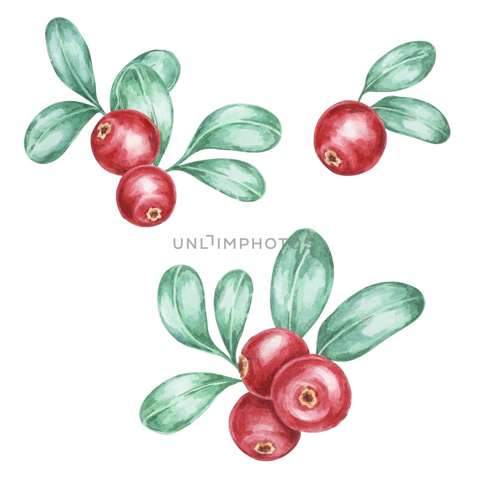 Watercolor clipart of cranberry branches with red berries and green foliage. Perfect for fabric patterns, greeting cards, Nordic-style branding, and holiday-themed merchandise