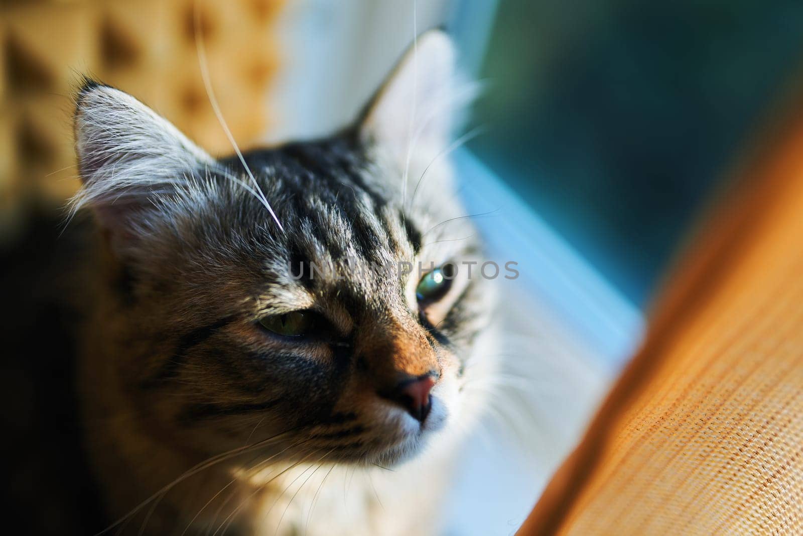Portrait of grey cat animal striped cute sweet.