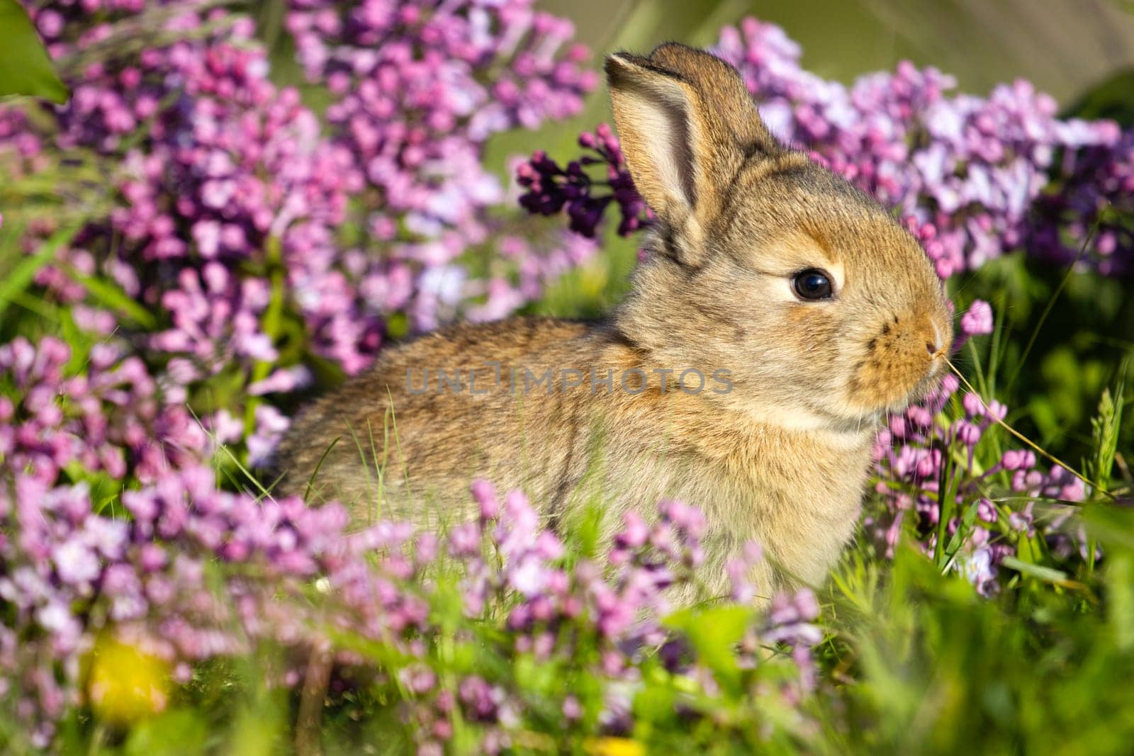 beautiful gray rabbit among spring lilac flowers, baby animals , Easter