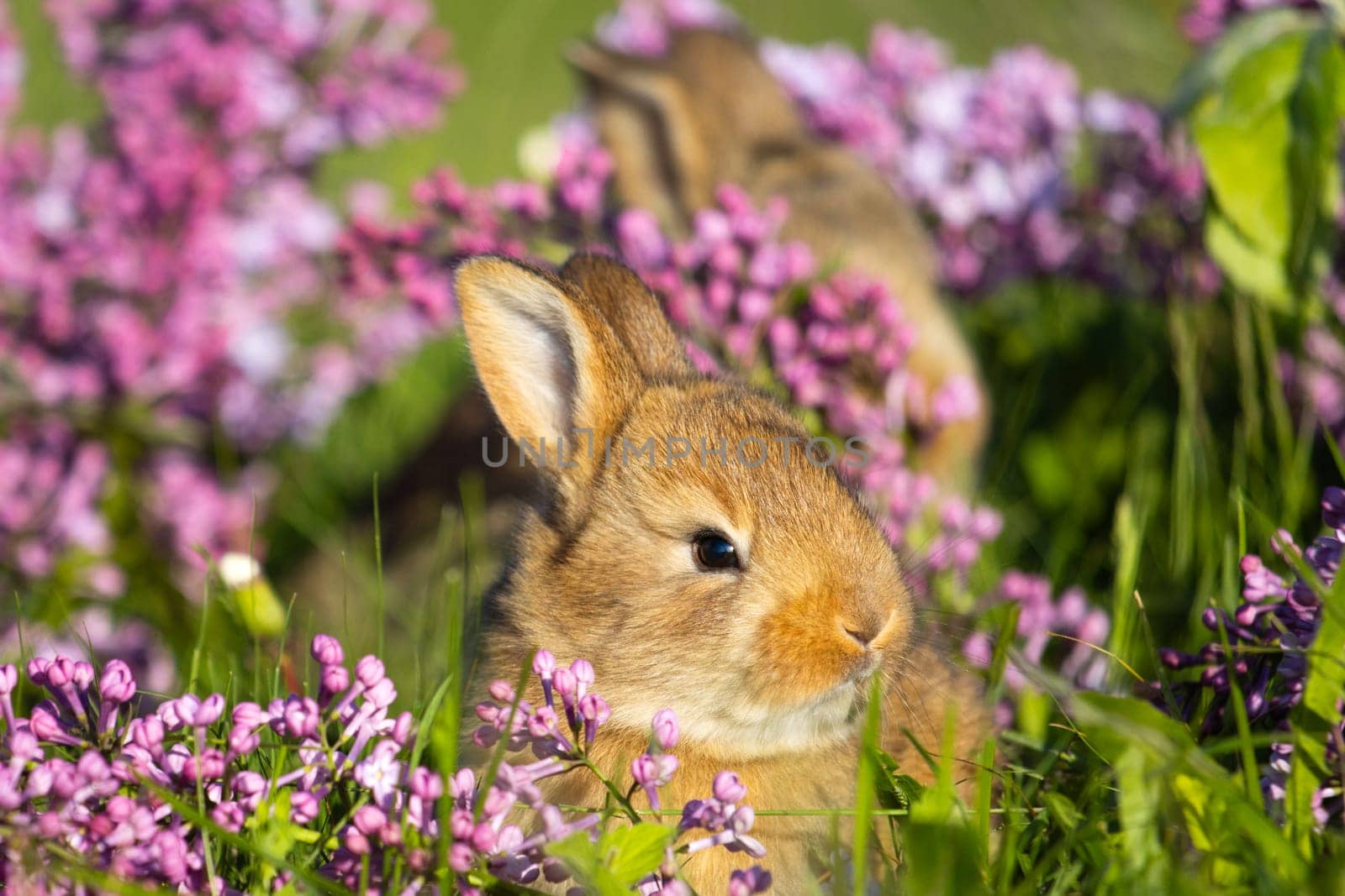 beautiful little rabbit in lilac flowers, baby animals , Easter