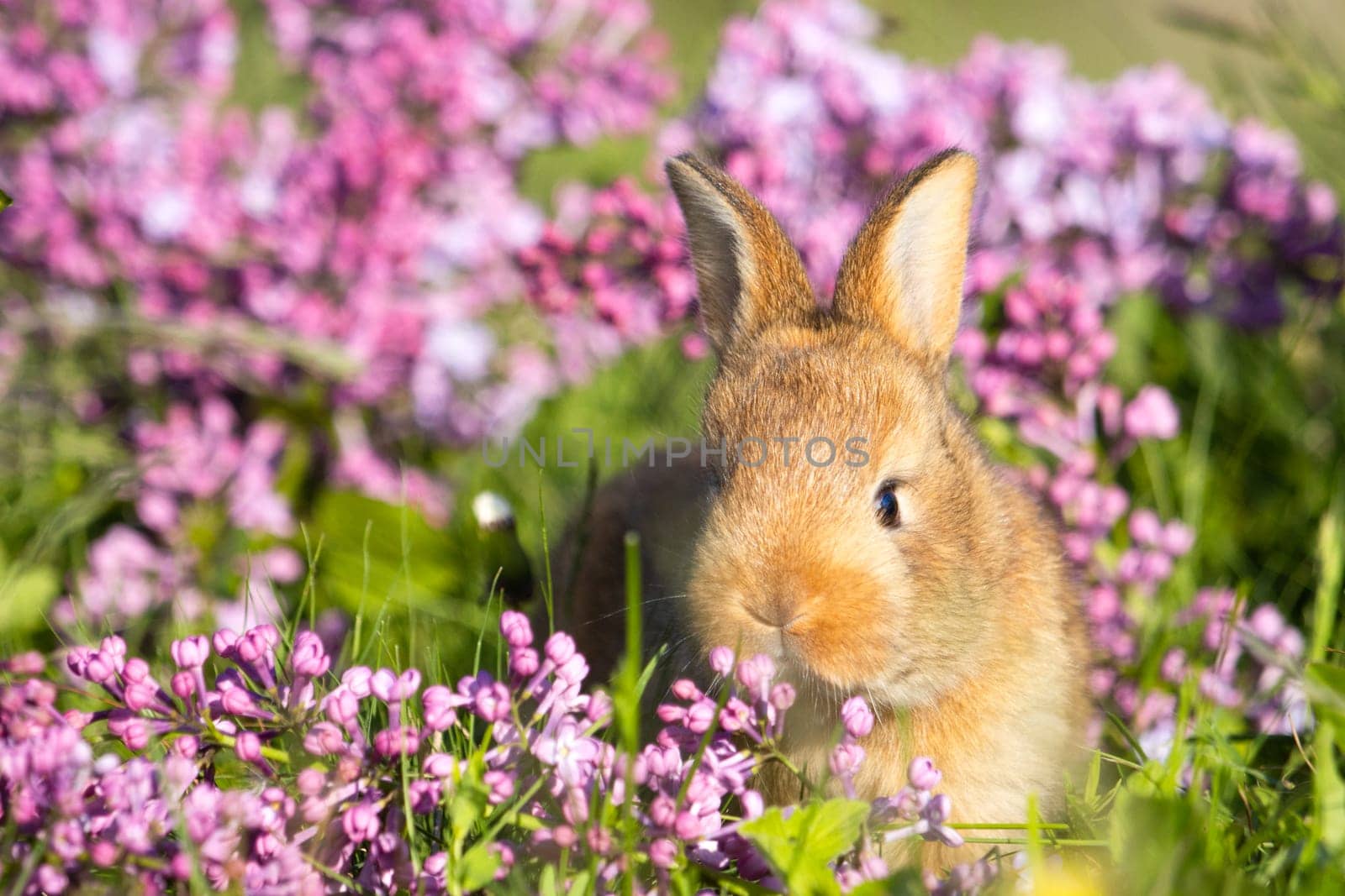 beautiful little rabbit of lilac flowers, baby animals , Easter