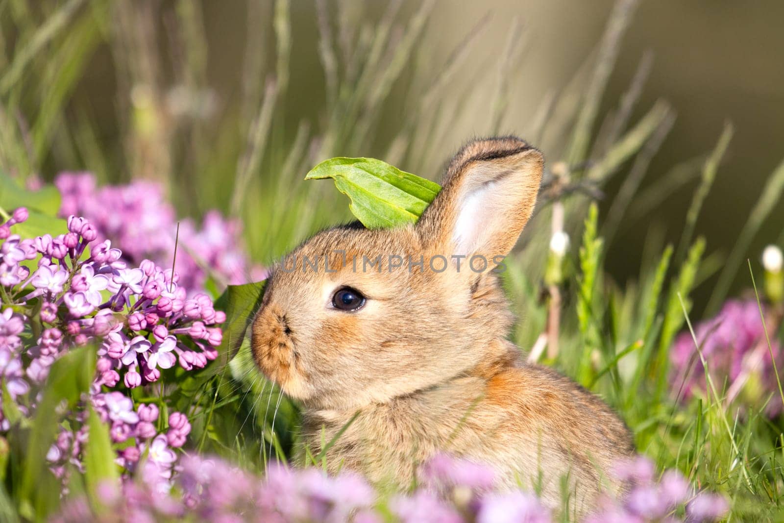 cute rabbit among spring lilac flowers, baby animals , Easter