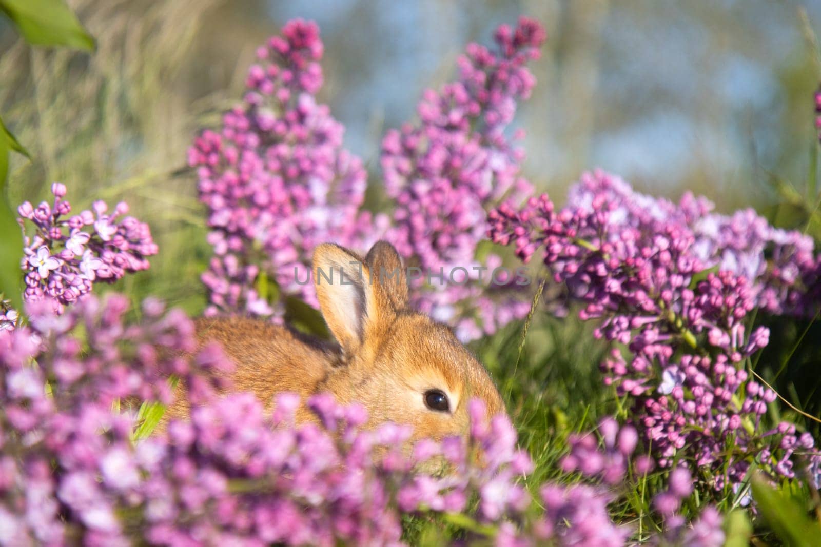 ginger rabbit jumping among spring lilac flowers, baby animals , Easter