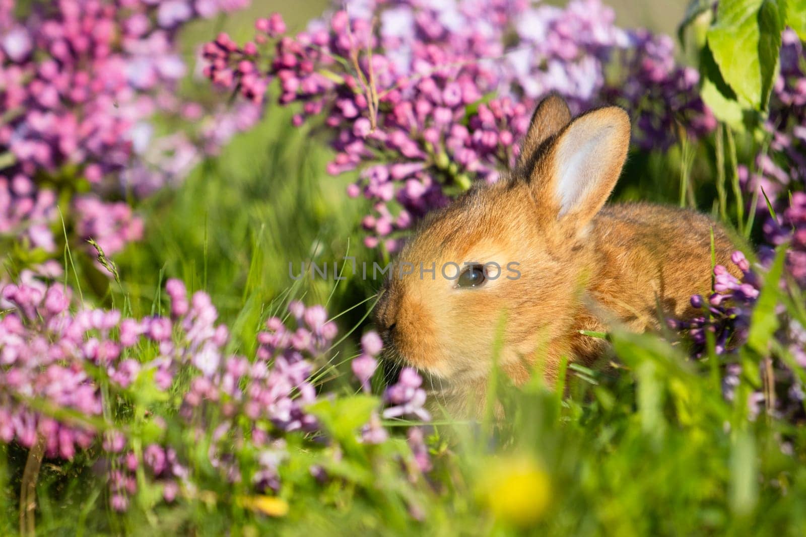 red little rabbit in lilac flowers, baby animals , Easter