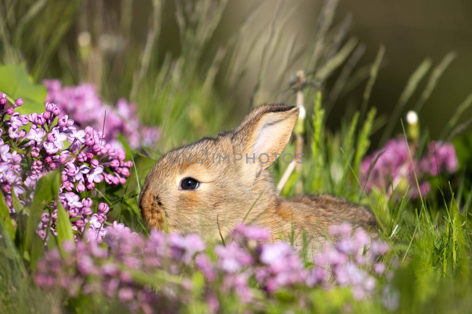 red rabbit among spring flowers, baby animals , Easter