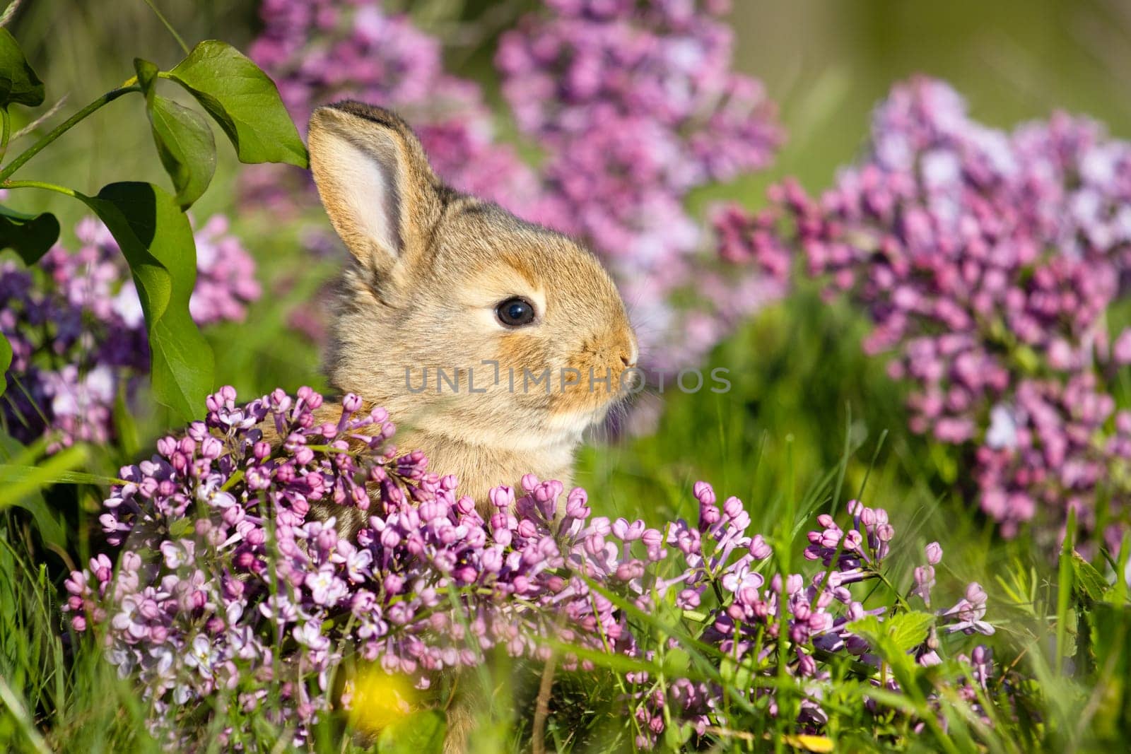 red rabbit portrait among spring lilac flowers, baby animals , Easter
