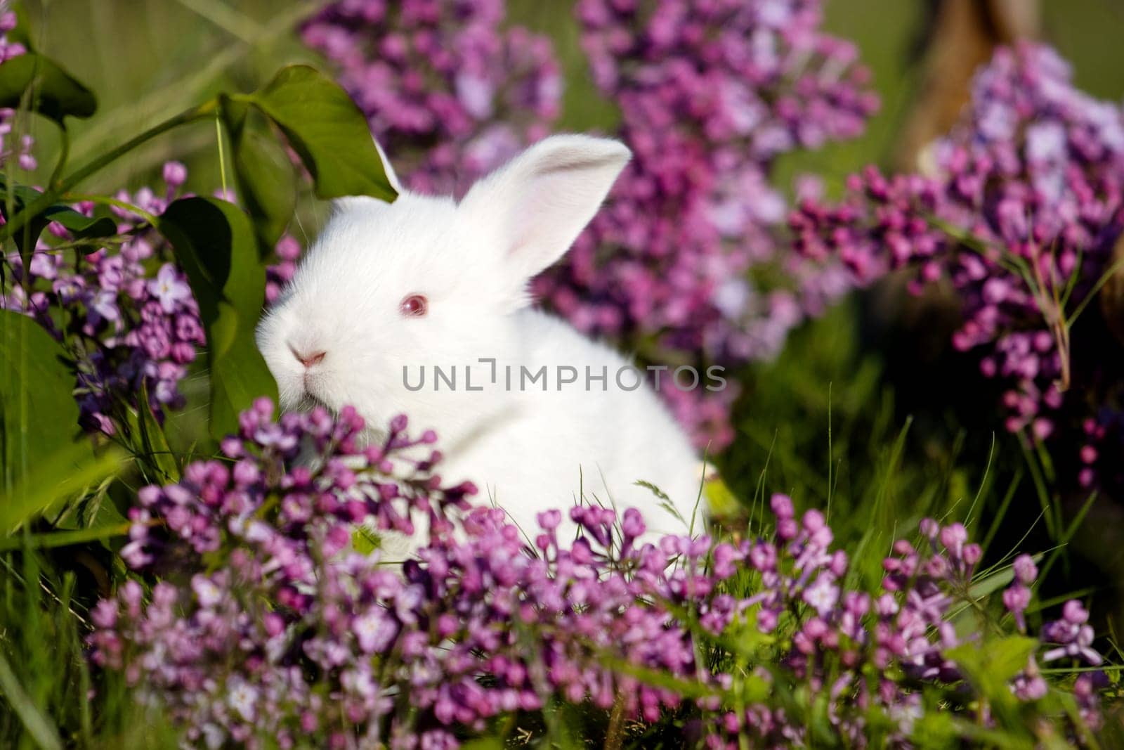 white little rabbit in lilac flowers, baby animals , Easter