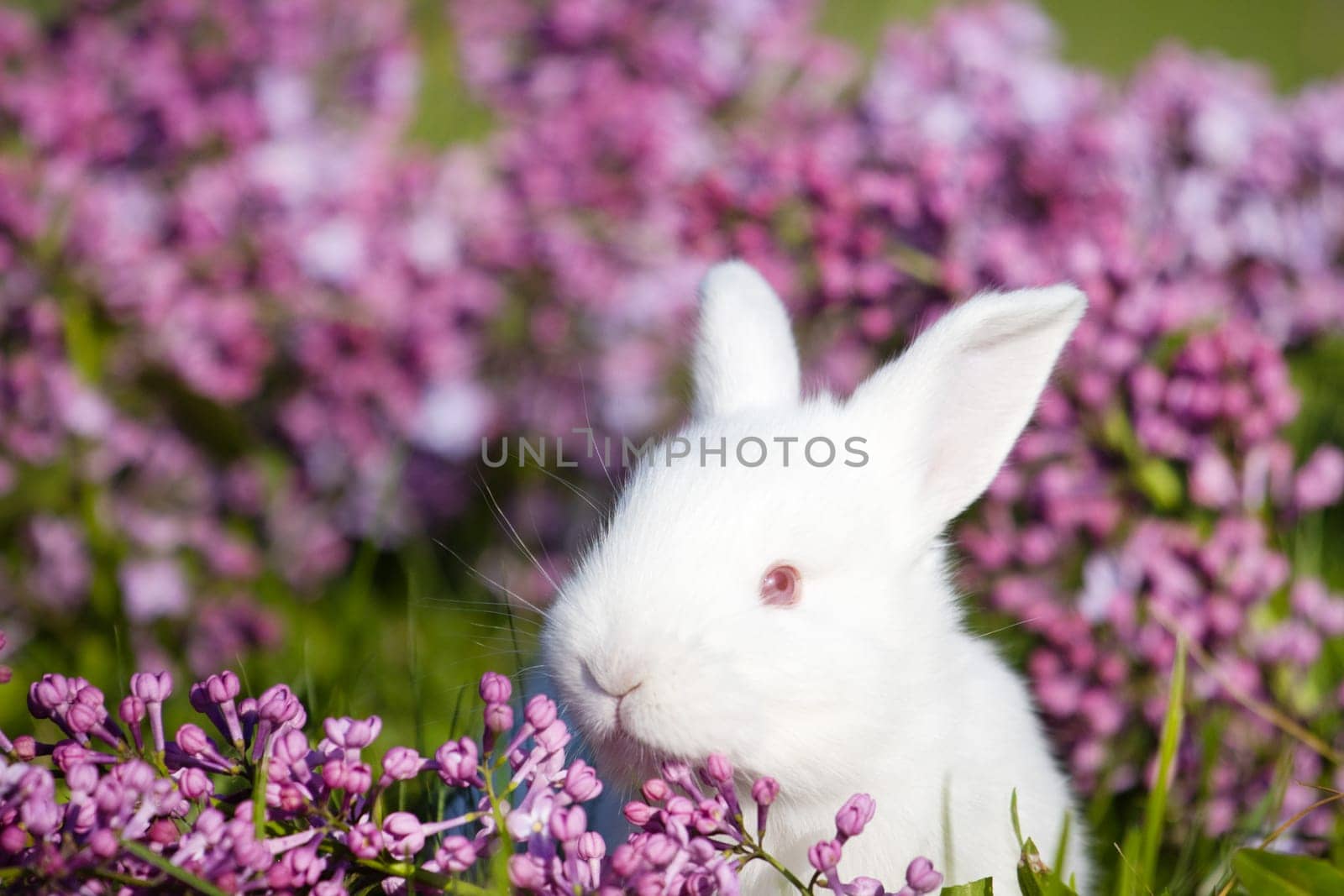 white rabbit portrait among spring lilac flowers, baby animals , Easter