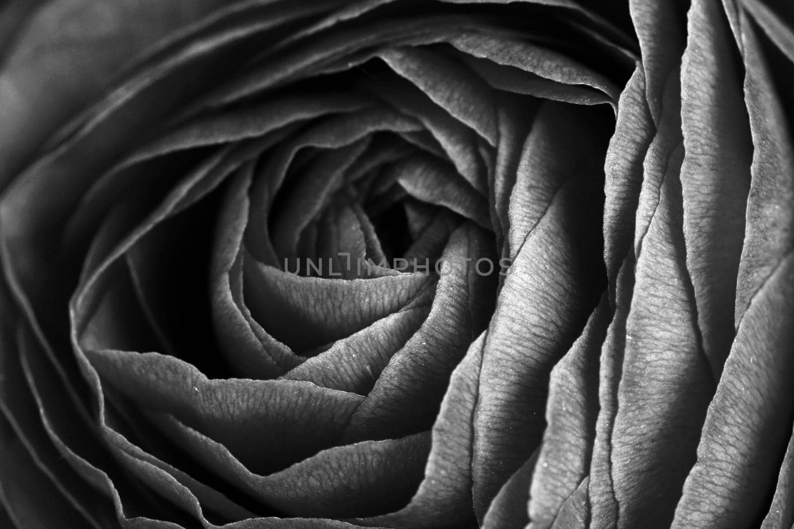 Close-up of the petals of a rose in black and white