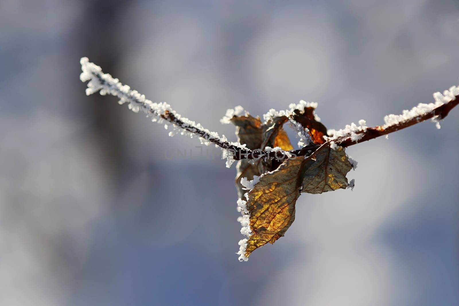 Ein Blatt im Winter mit Raureif im Gegenlicht der Sonne