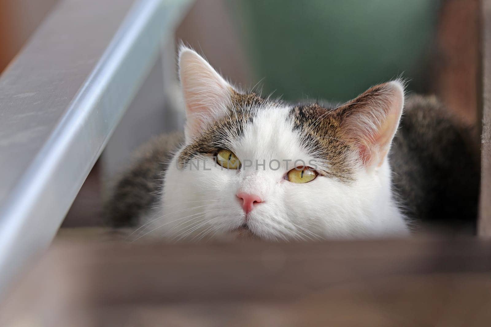 The cute face of a relaxed young male cat hiding behind a board