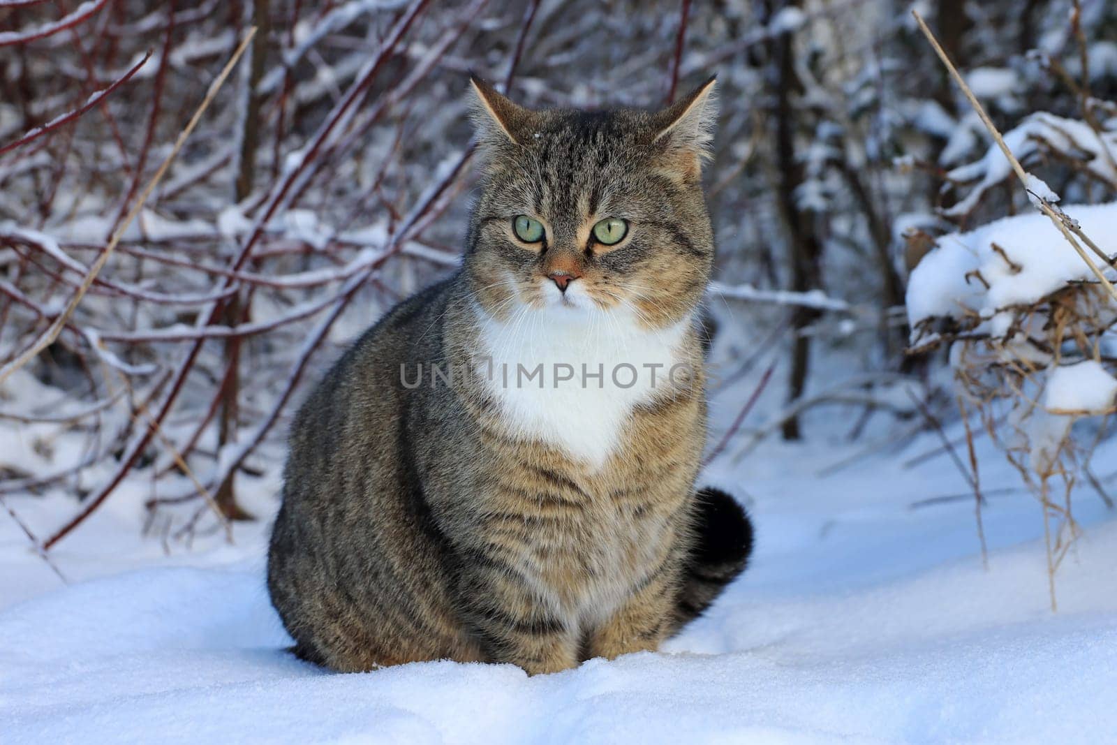 A cute little fat cat sits in the snow