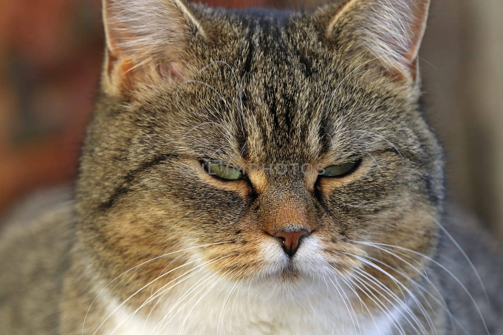 Das lustige Gesicht einer jungen kleinen dicken Katze die böse schaut