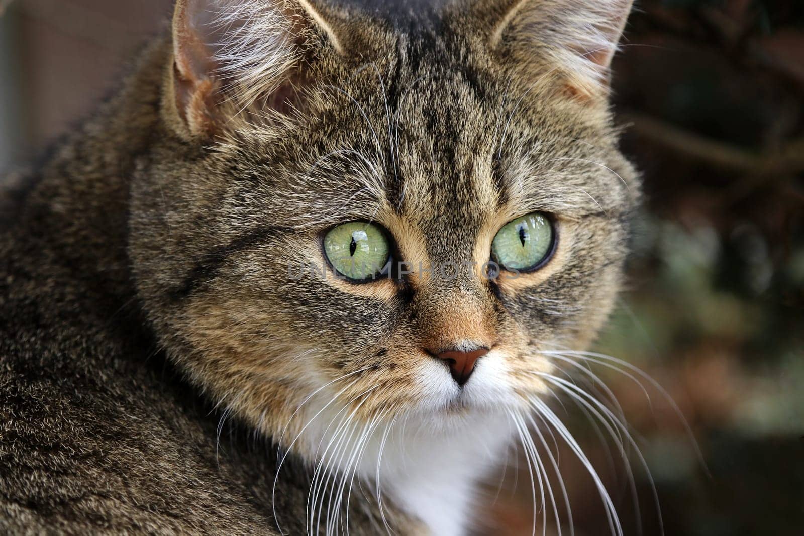 Das niedliche Gesicht einer jungen kleinen Katze mit weißem Hals