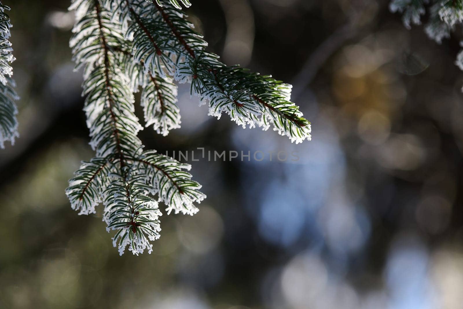 Ein Tannenzweig im Winter mit Raureif im Gegenlicht der Sonne