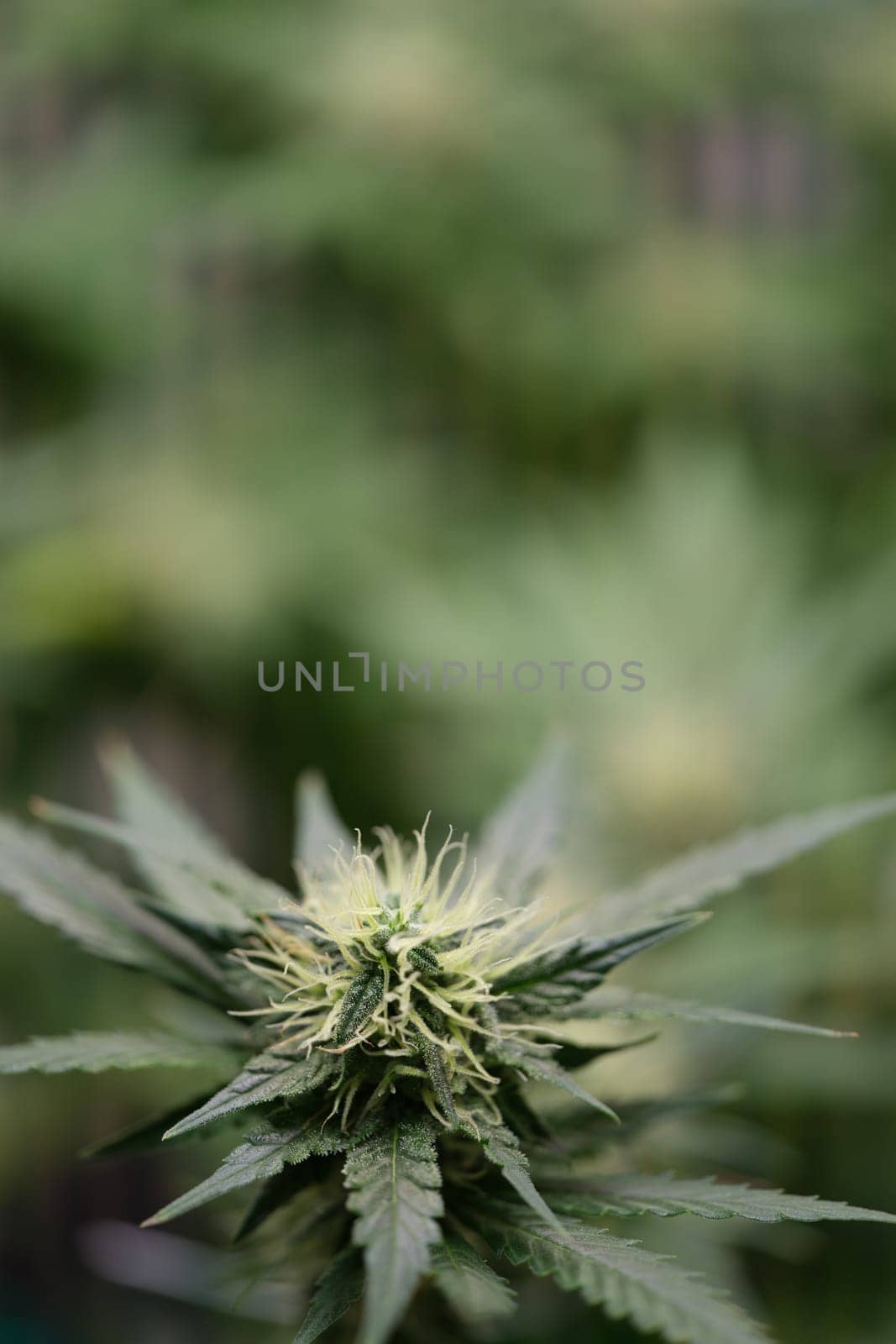 Here is a detailed view of a healthy cannabis plant which showcases its vibrant and lush buds along with its leaves