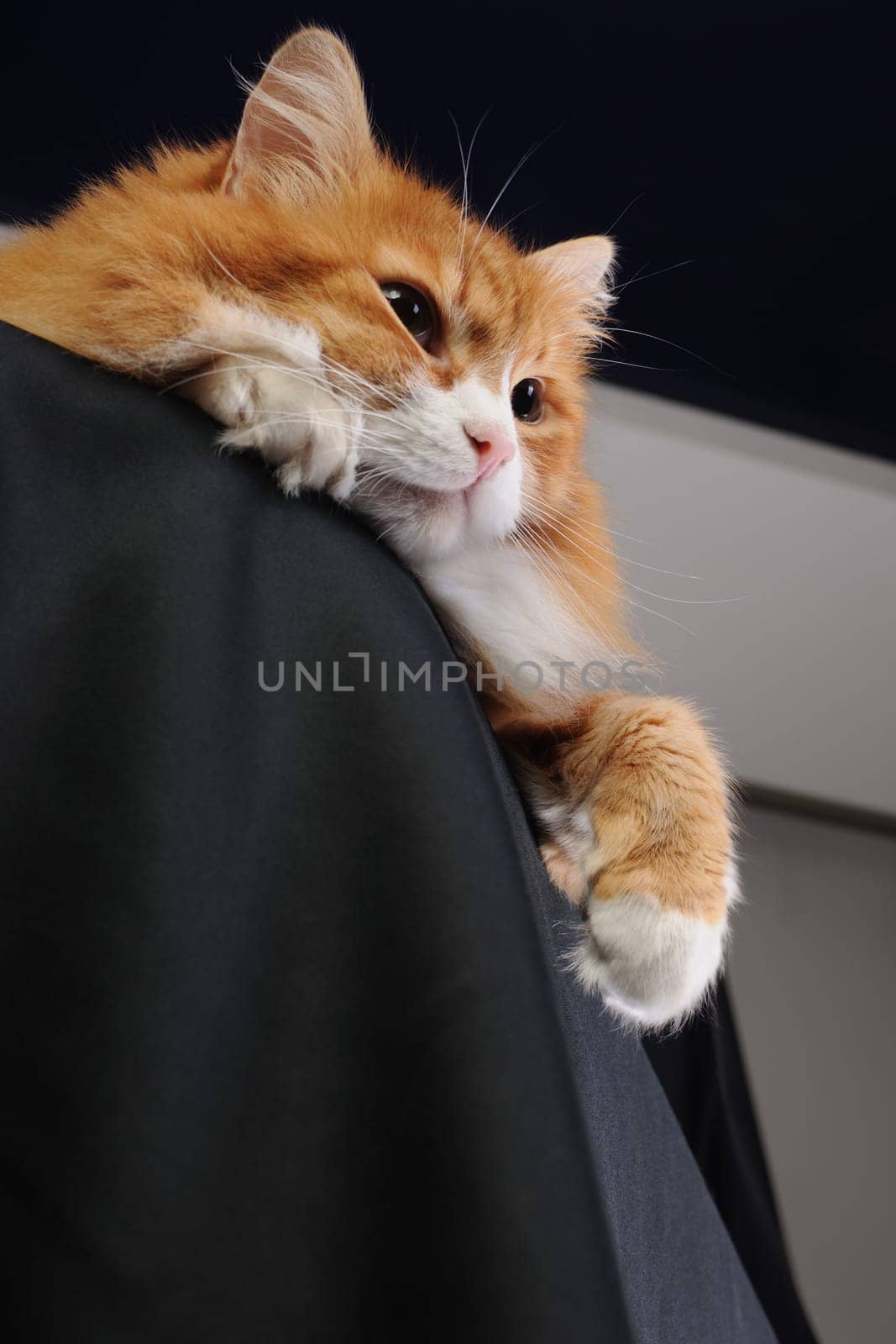 A ginger cat lies on a pedestal covered with black cloth.