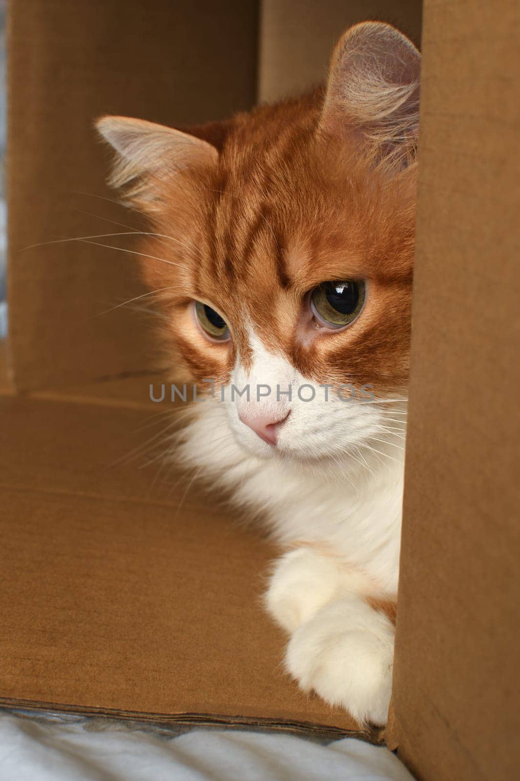 A ginger cat lies in a cardboard box