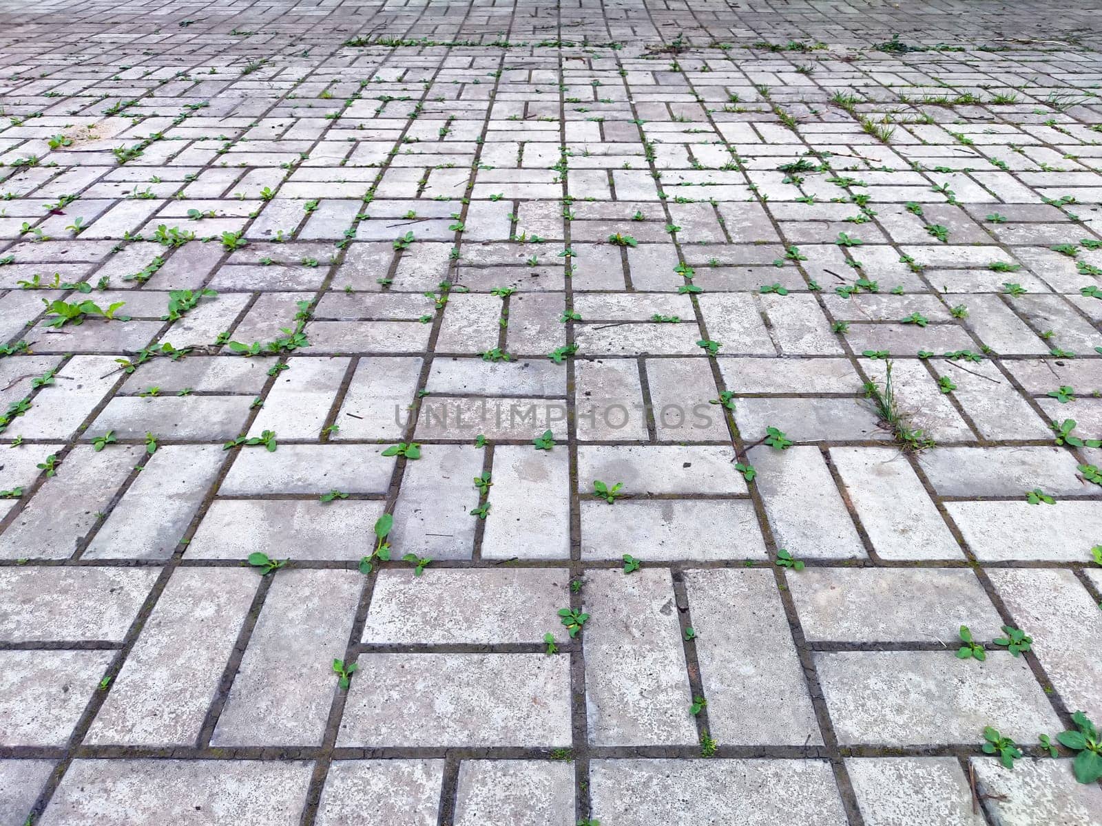 Small green plants emerge between the stone pavers in a paved area.