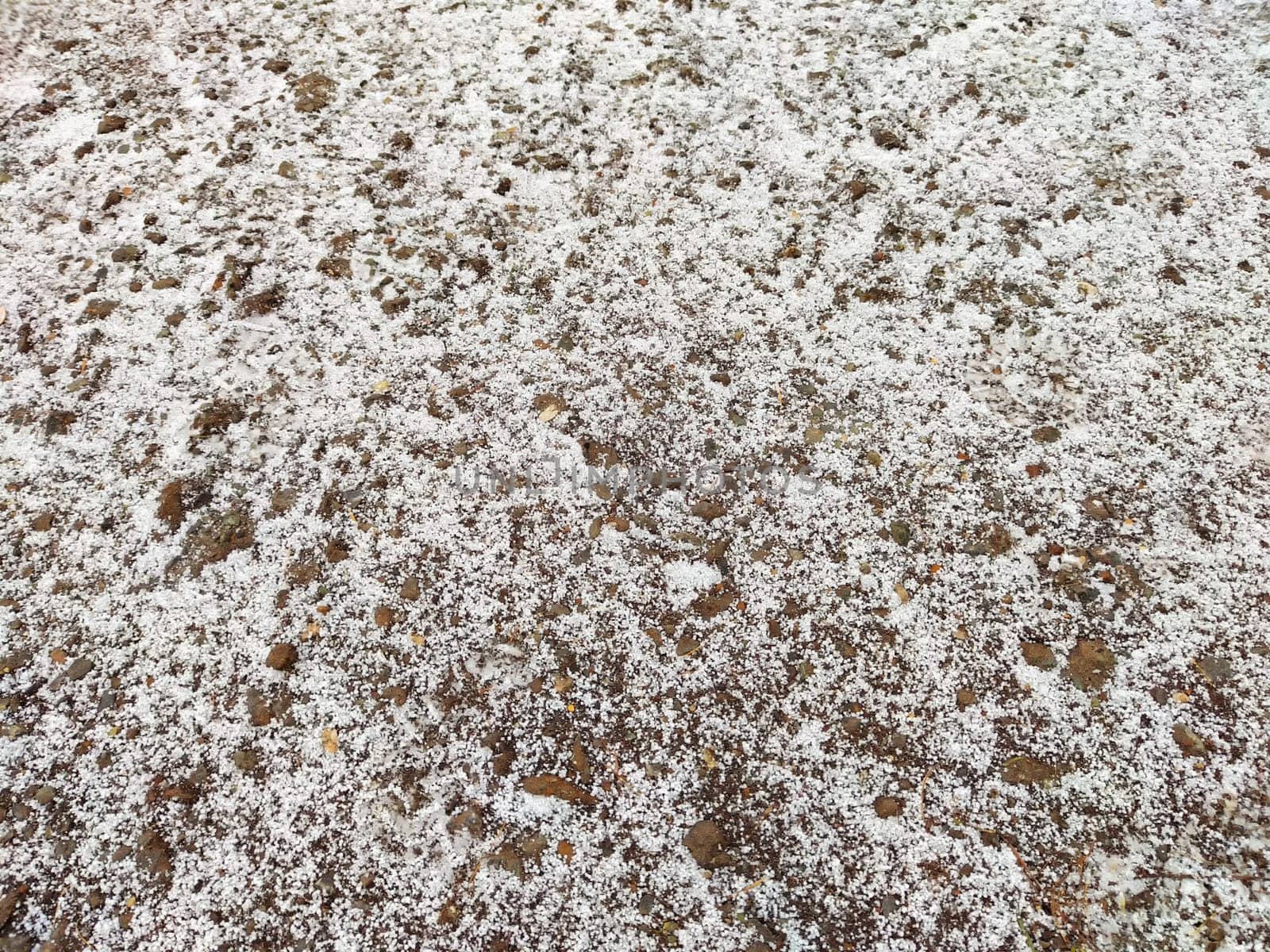 A soft, white, snow-like texture blankets the ground, creating a tranquil and peaceful outdoor setting during a calm winter day.