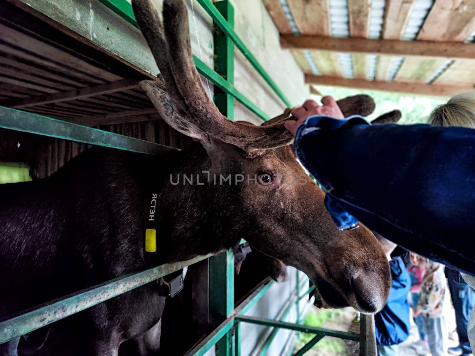 Kostroma, Russia - July 31, 2024: Interactions with moose at Sumarokovo Moose Farm in Kostroma Russia during visitor experience