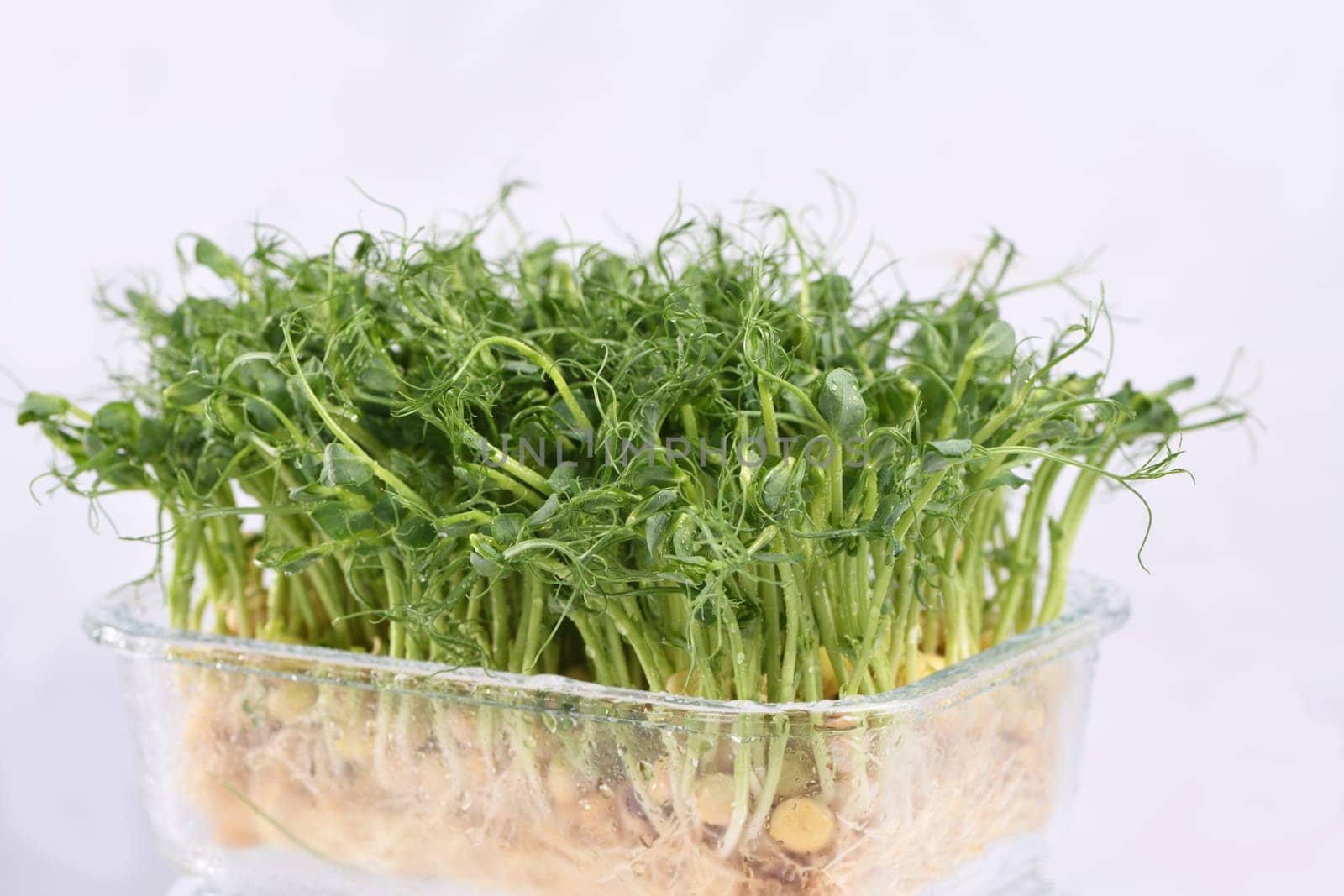 Sprouts of blue peas in a glass container, in dew. Eco-vegan bio-banner for a healthy way of living. Green natural texture background. Close-up.