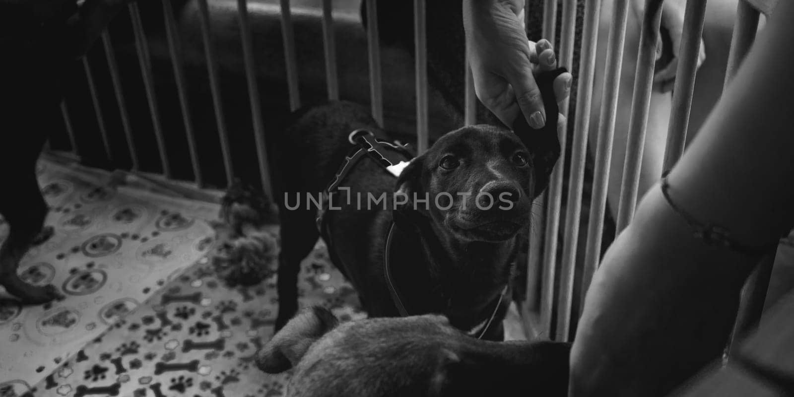 animal shelter, dogs and kittens. High quality photo