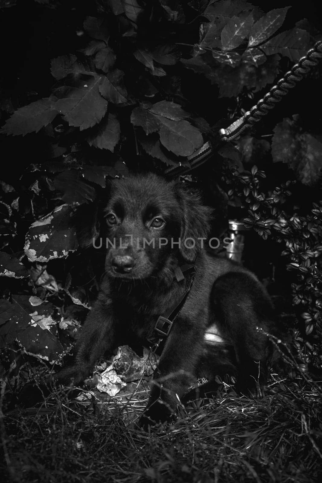 animal shelter, dogs and kittens. High quality photo