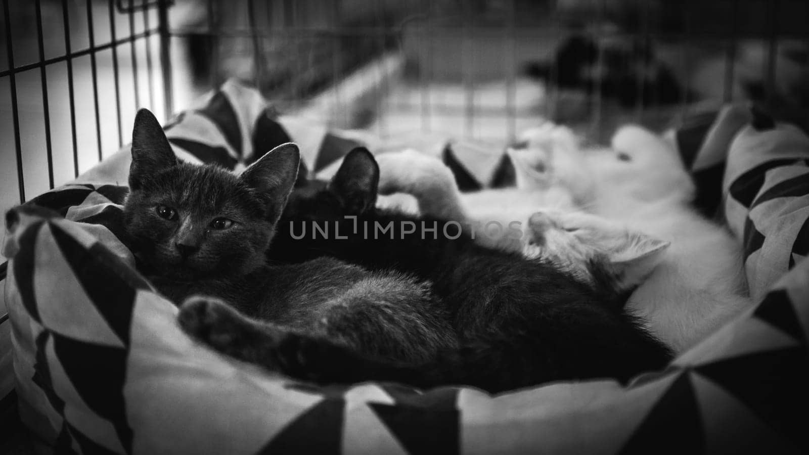 animal shelter, dogs and kittens. High quality photo
