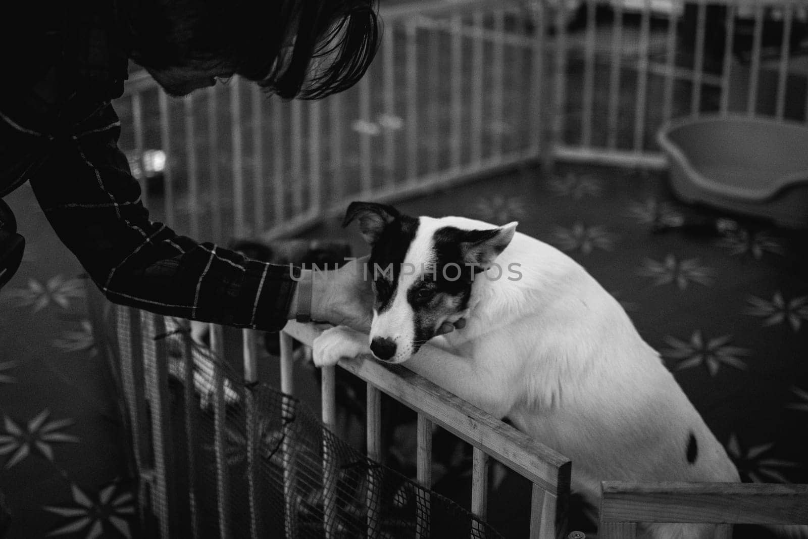 animal shelter, dogs and kittens. High quality photo