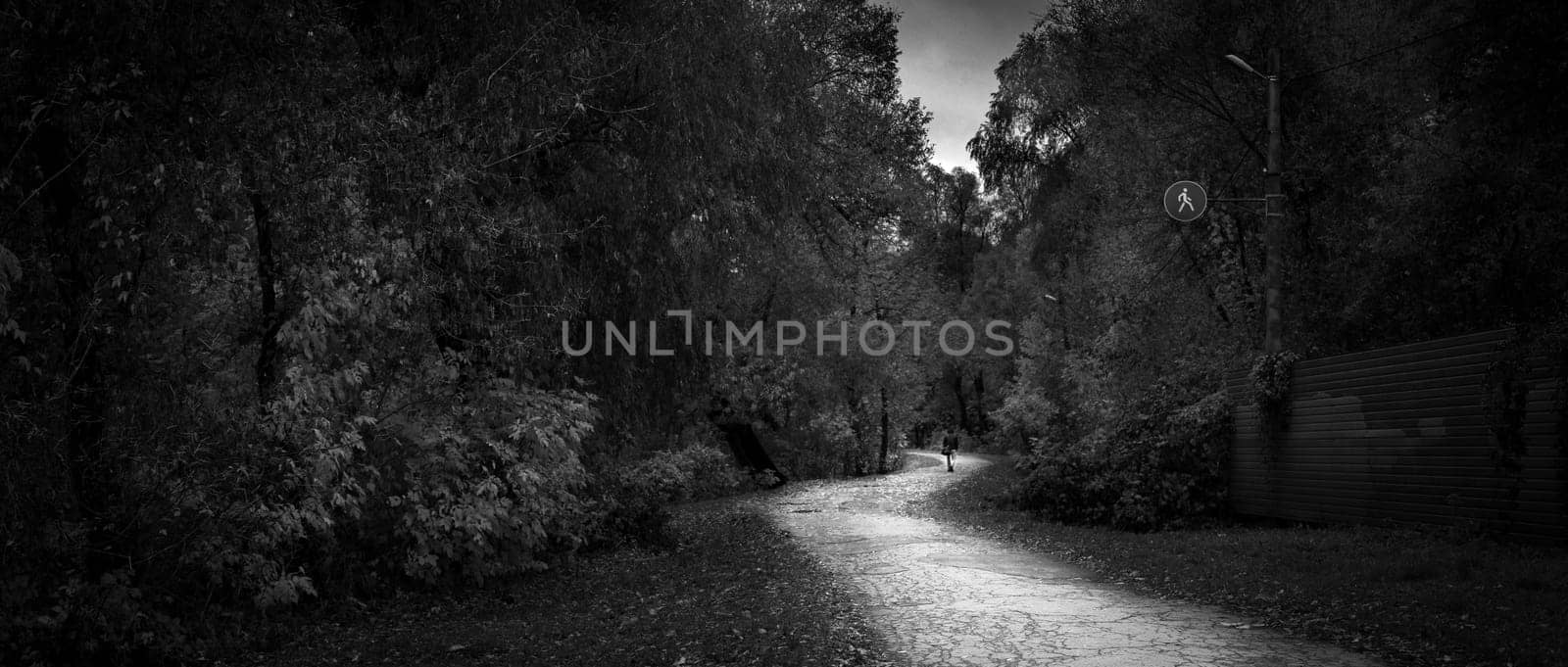 autumn landscape in the park black and white photo. High quality photo