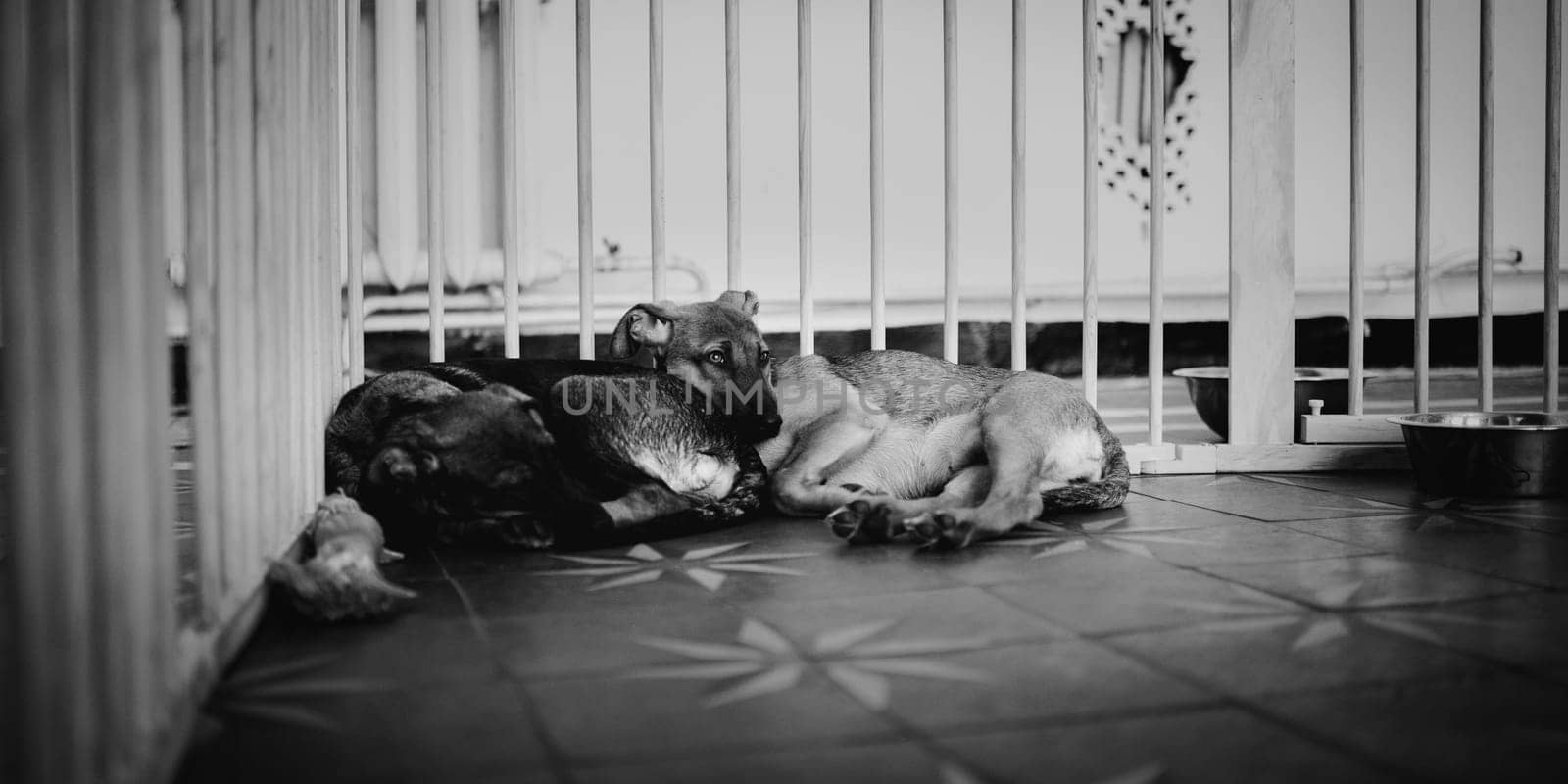 animal shelter, dogs and kittens. High quality photo