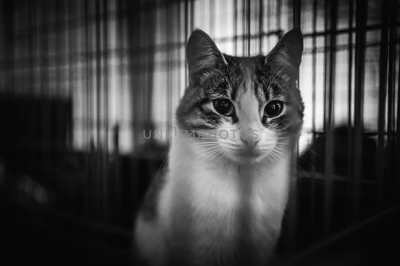 animal shelter, dogs and kittens. High quality photo