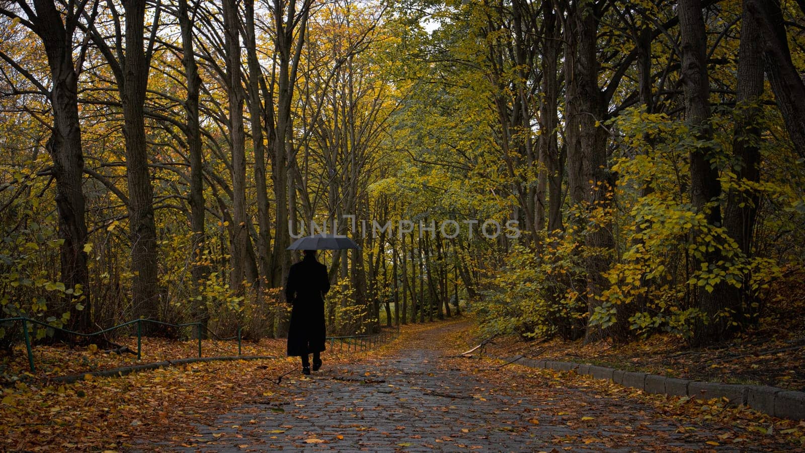 Walk in the forest in fall. High quality photo