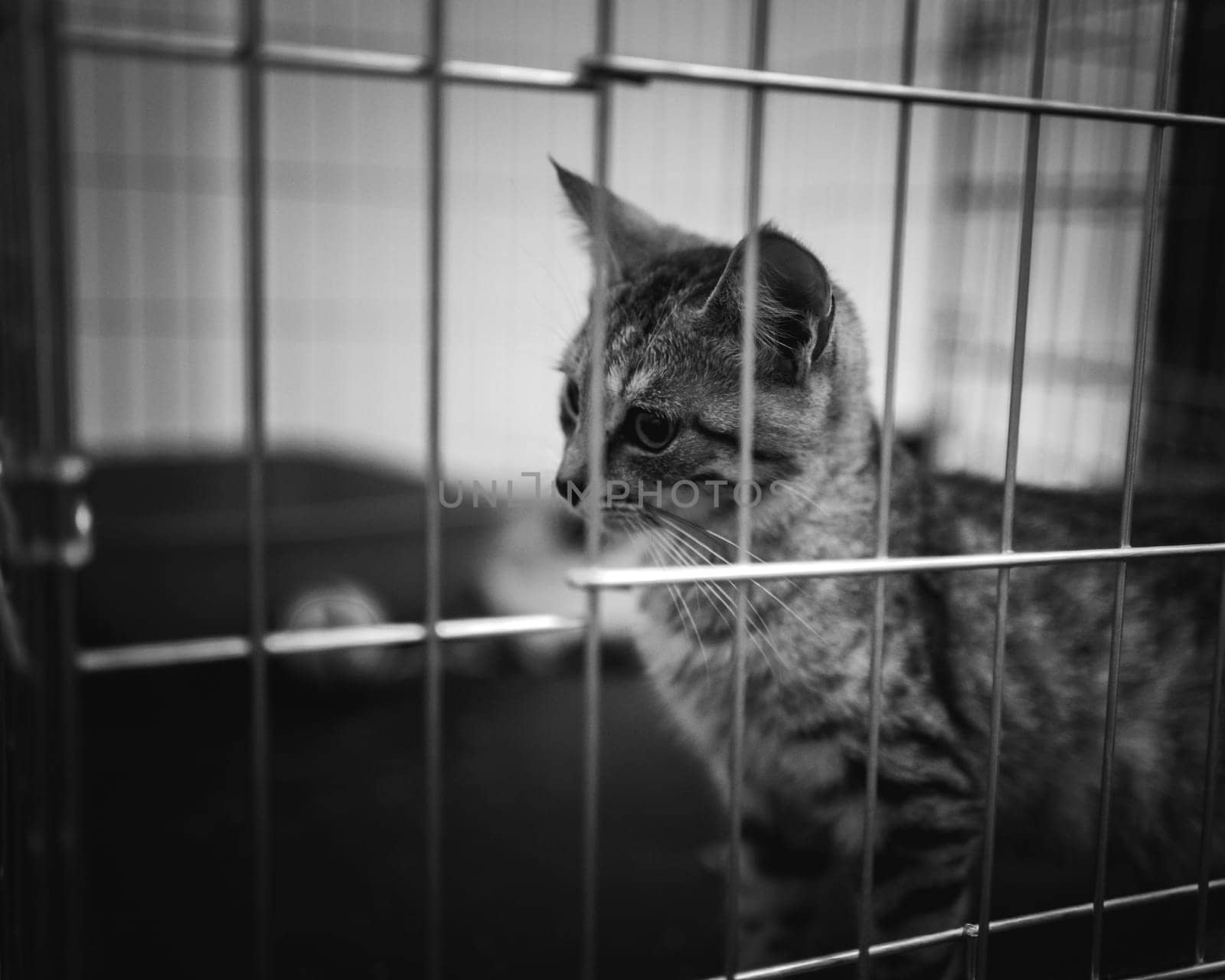 animal shelter, dogs and kittens. High quality photo