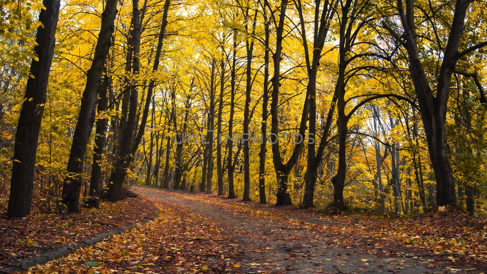Beautiful sunny autumn landscape with fallen dry red leaves, road through the forest and yellow trees. High quality photo