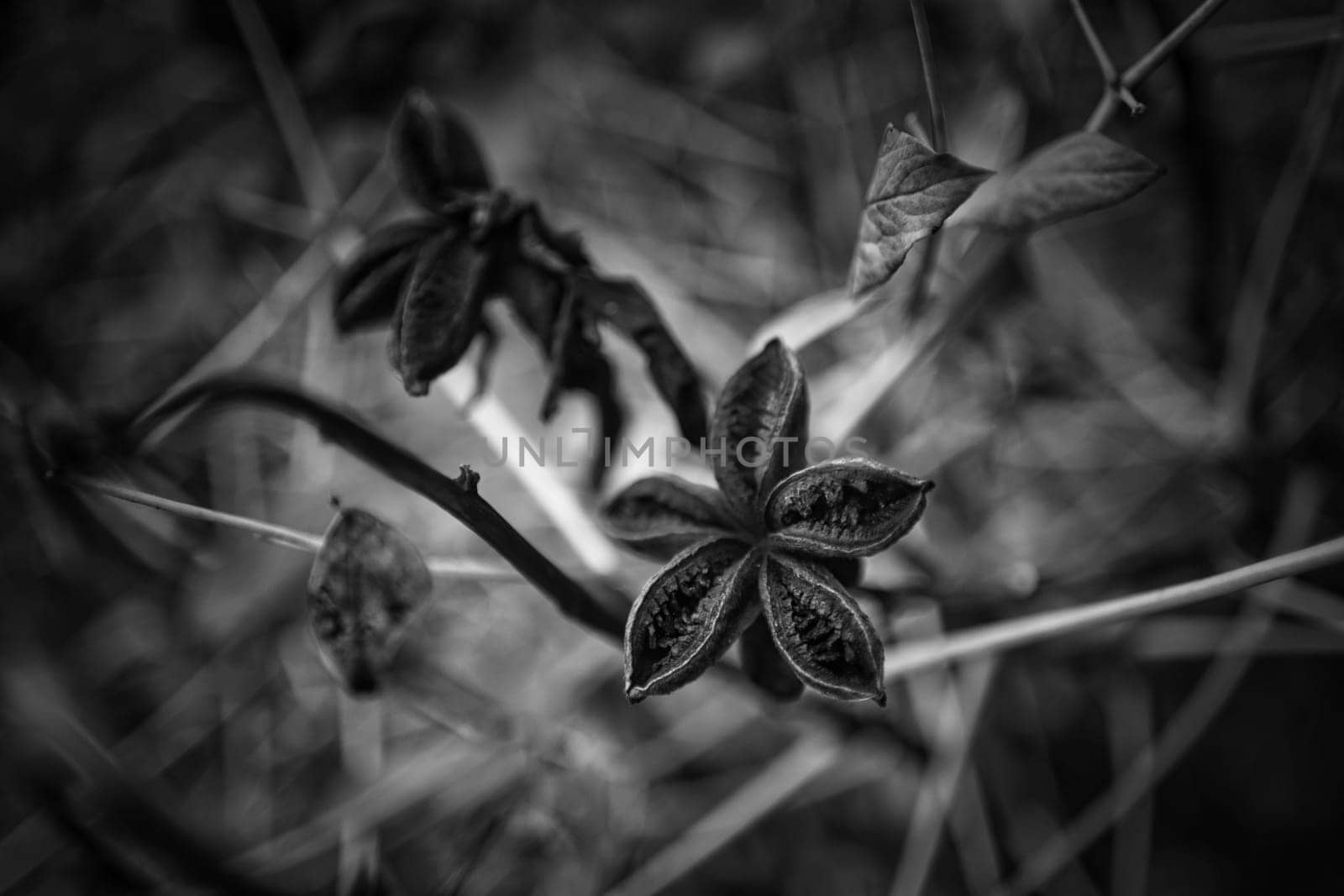 black and white landscape in the park. High quality photo