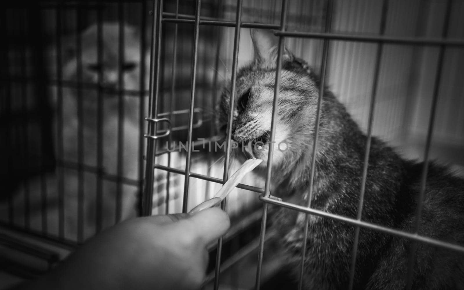 animal shelter, dogs and kittens. High quality photo
