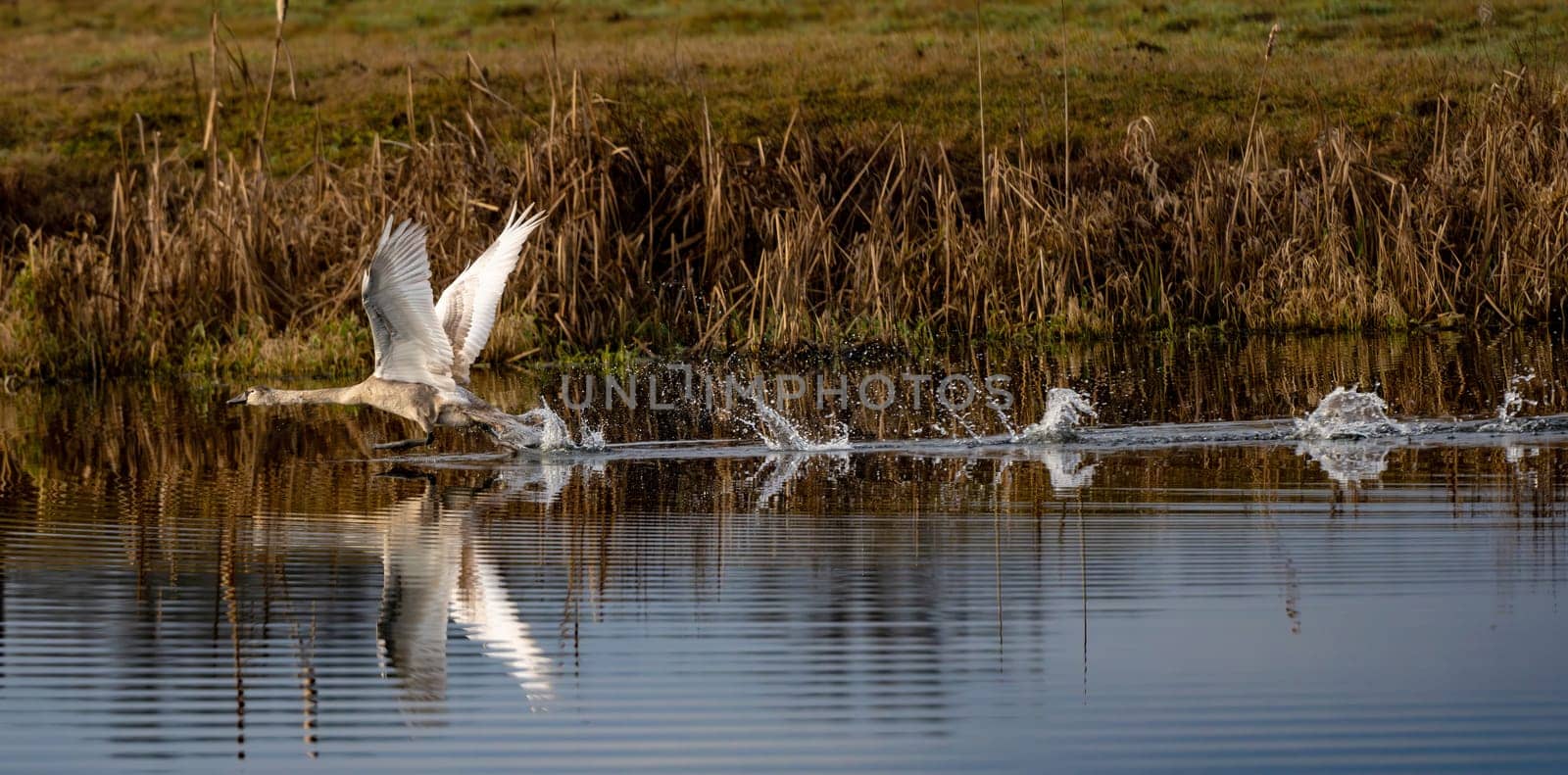 Cygnets Of Mute Swans Flip Wings And Take Off From The Water, Scene Of Wildlife In A National Park