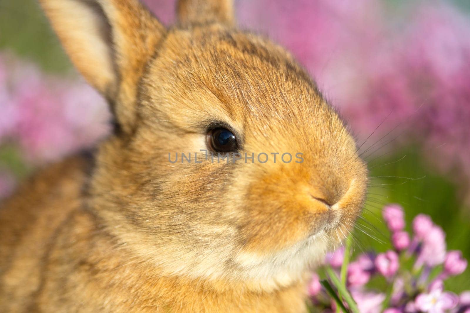 cute bunny face surrounded by lilac flowers , baby animals , Easter