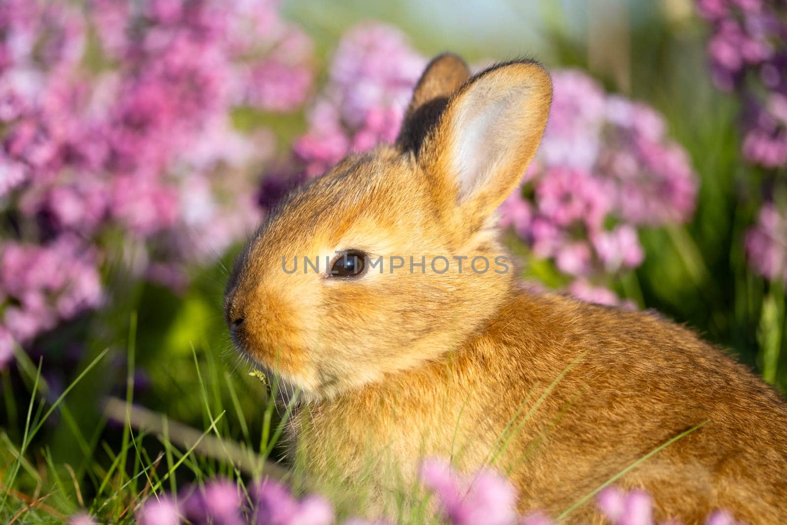 easter cute bunny surrounded by lilac flowers , baby animals , Easter