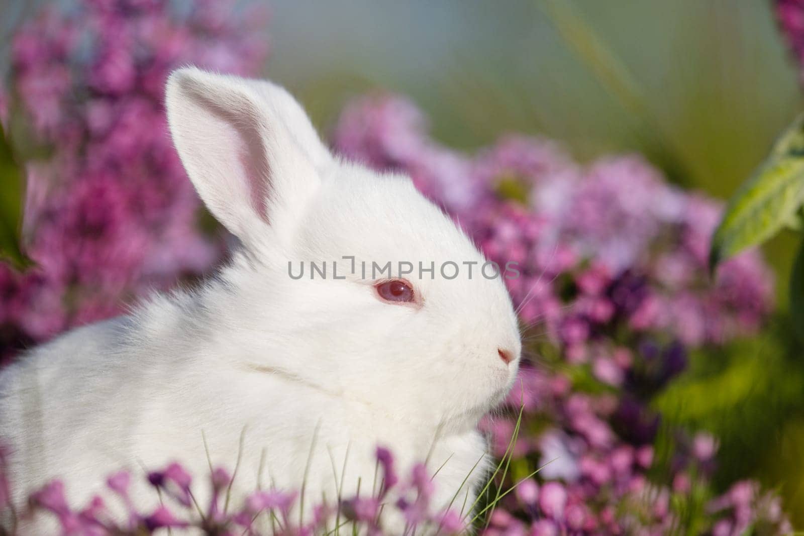 Easter white bunny surrounded by lilac flowers , baby animals , Easter