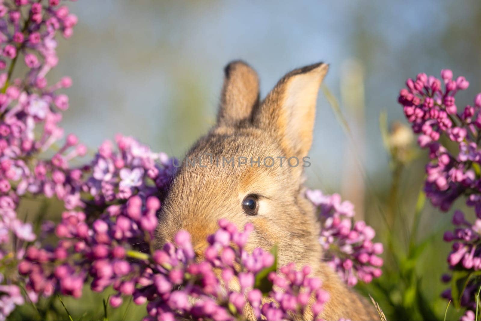 rabbit face close-up surrounded by lilac flowers , baby animals , Easter