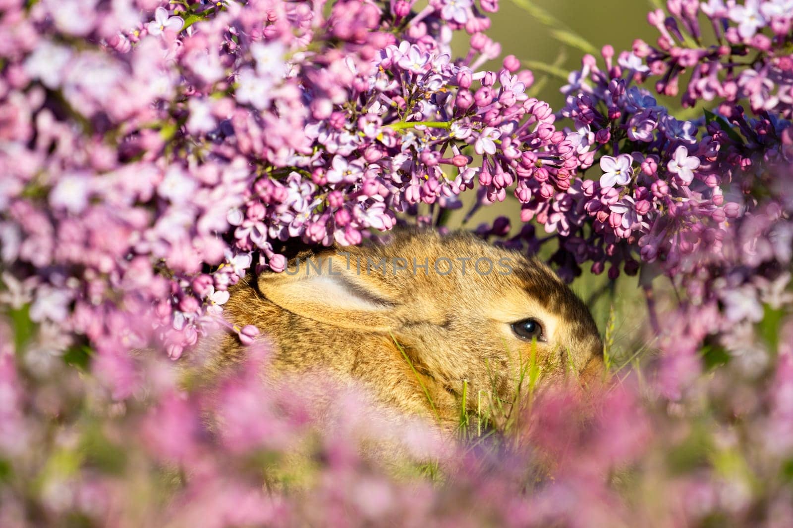 rabbit hid among lilac flowers , baby animals , Easter